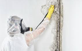  Childress, TX Mold Prevention & Removal Pros